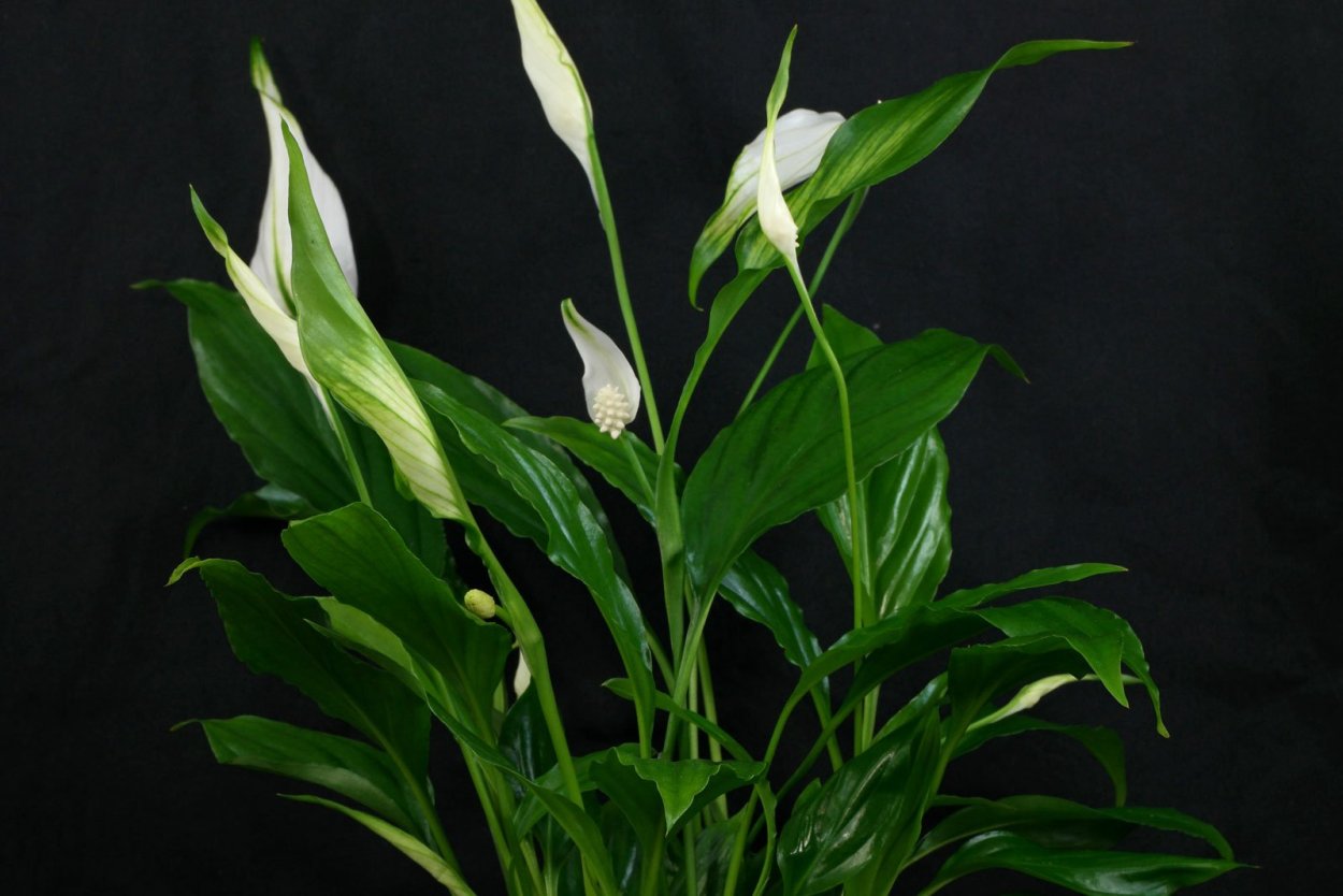 Спатифиллум (Spathiphyllum)