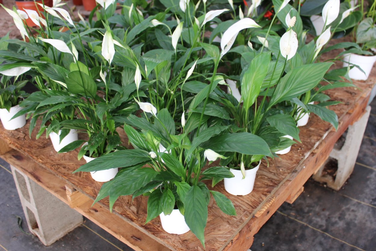 Спатифиллум Канна