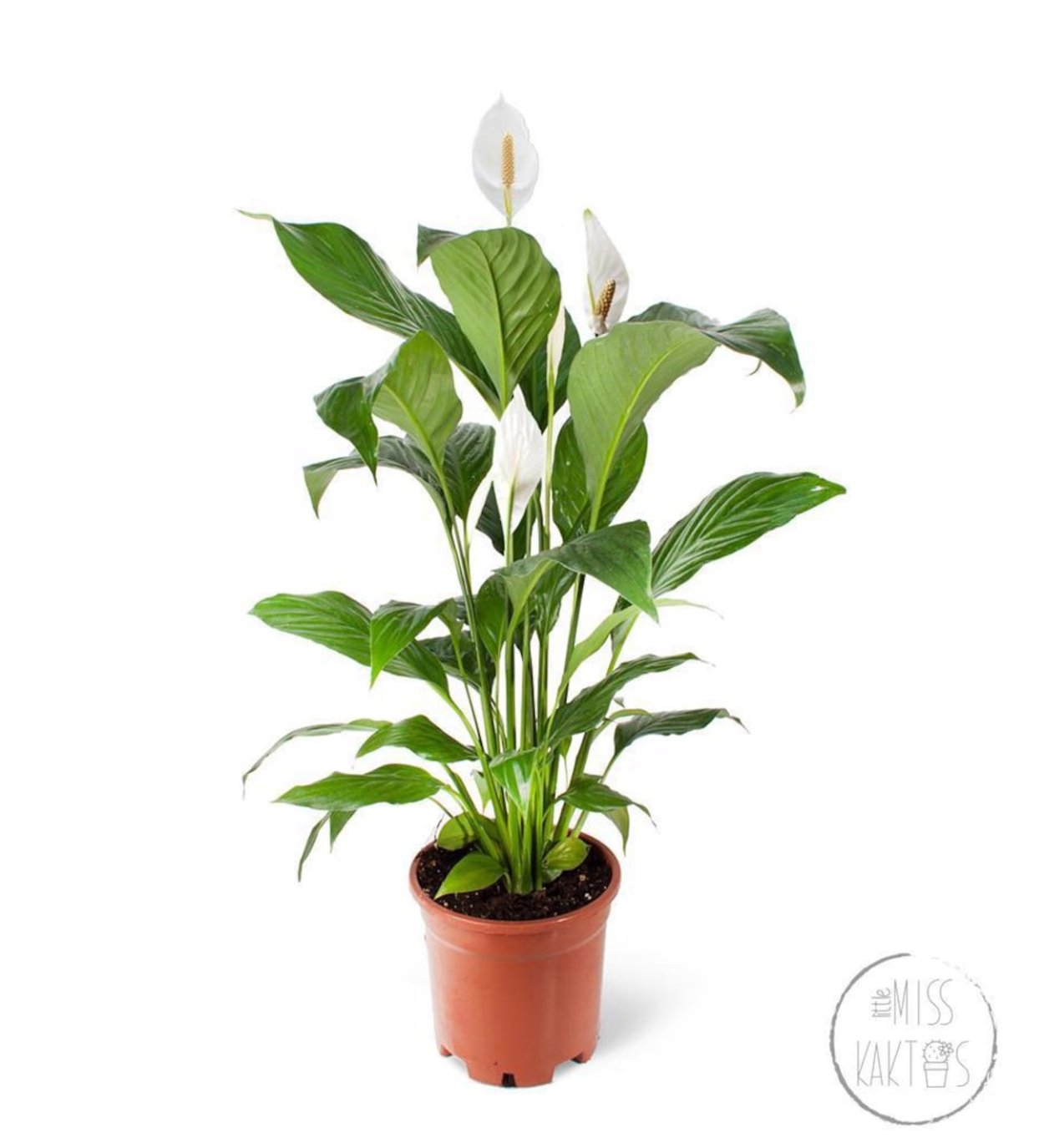 Спатифиллум геликониелистный