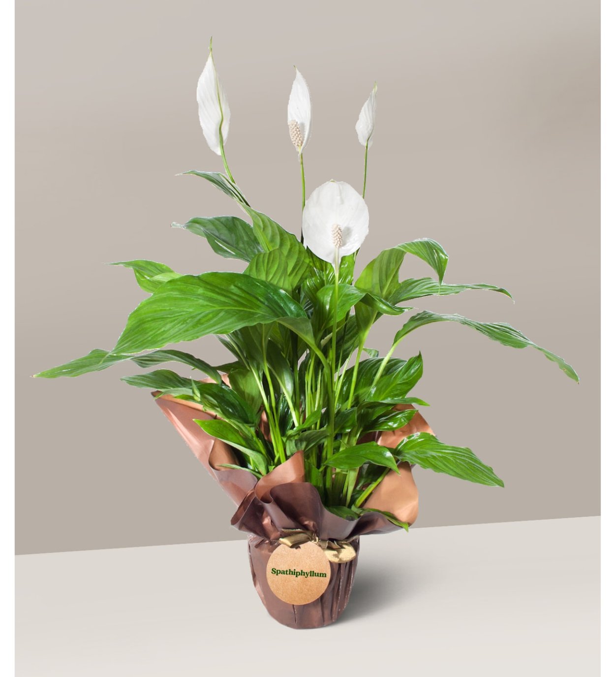 Спатифиллум Алана d12 h45