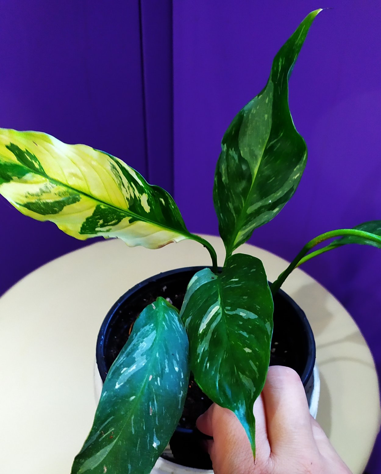 Спатифиллум Лемон Глоу