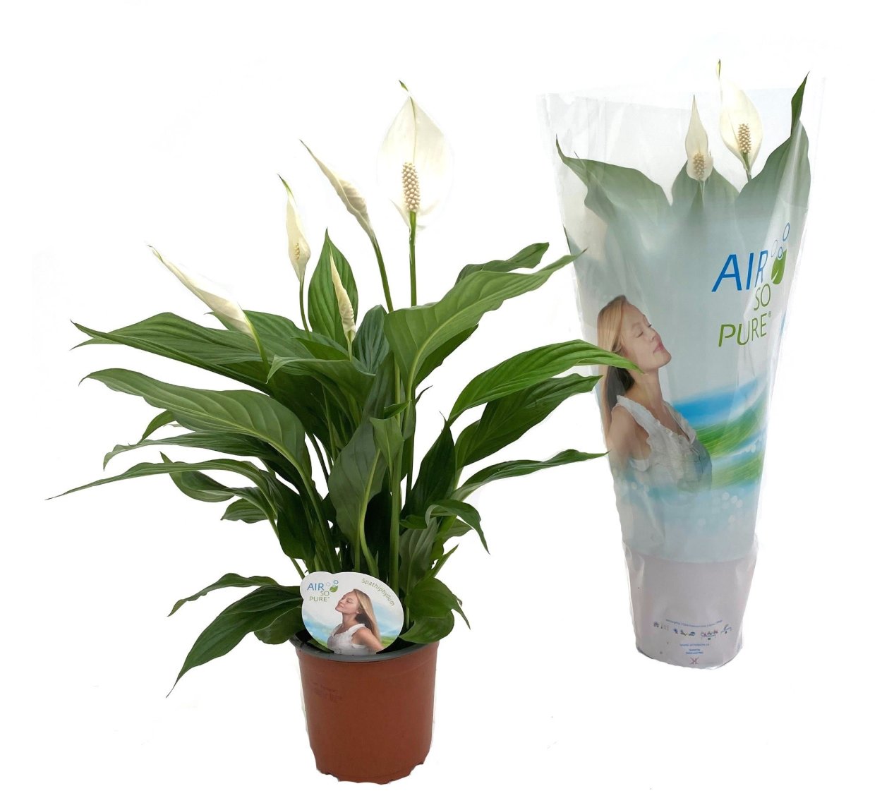 Спатифиллум Уоллиса (Spathiphyllum wallisii)