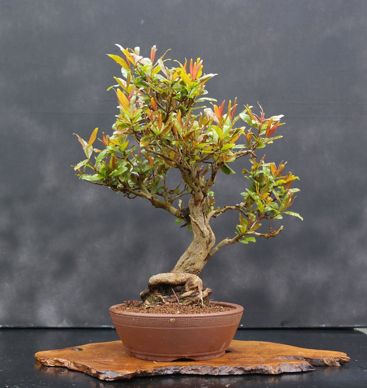 Кодиеум бонсай