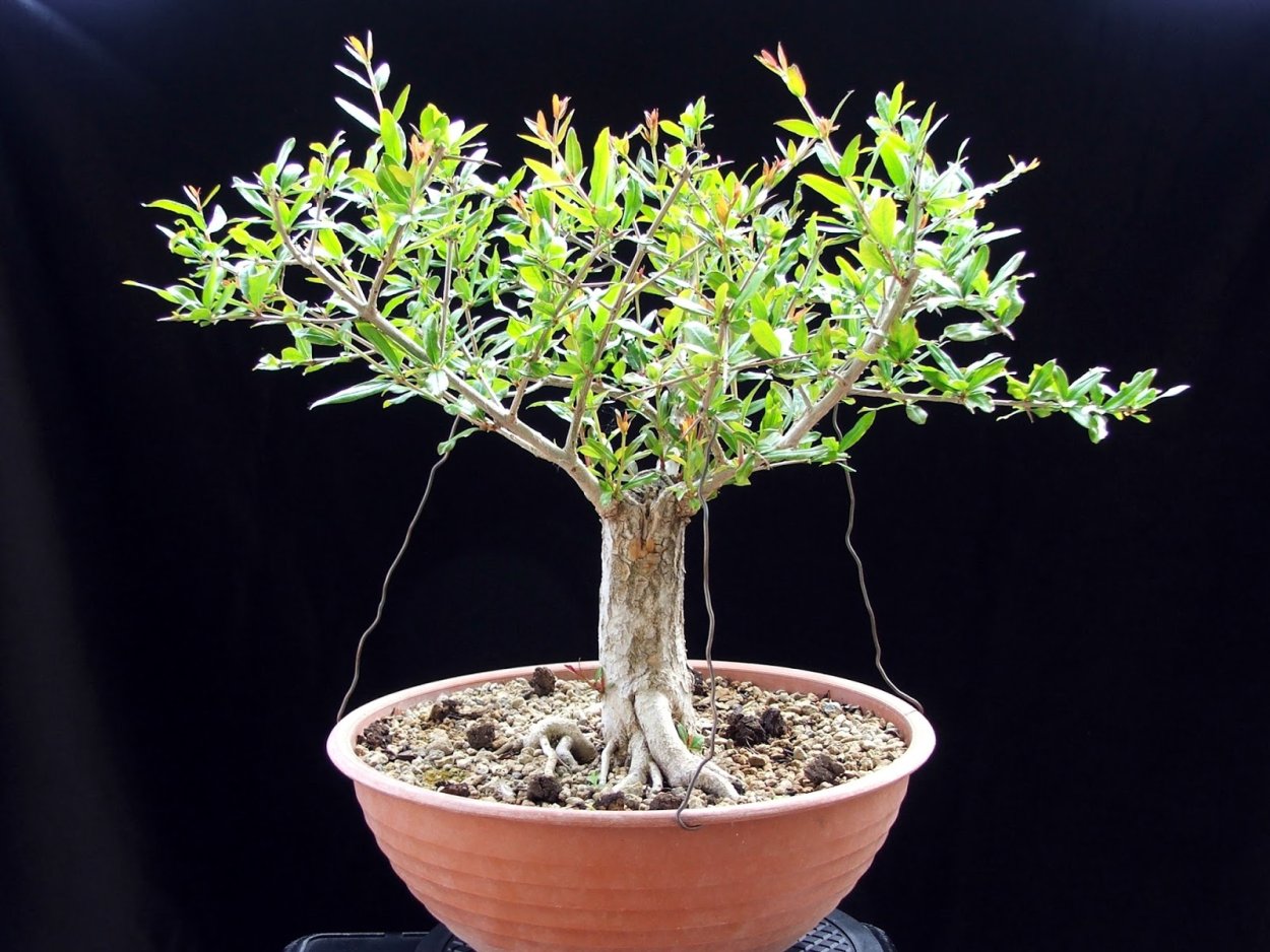 Бонсай гранат