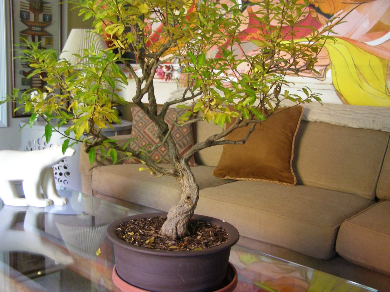 Бонсай гранат