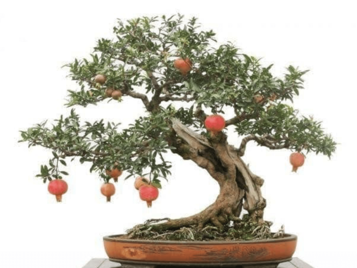 Дерево японское бонсай гранат