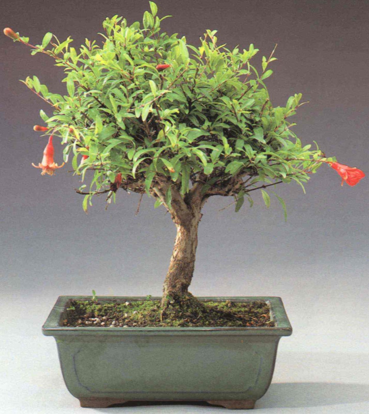 Punica granatum бонсай