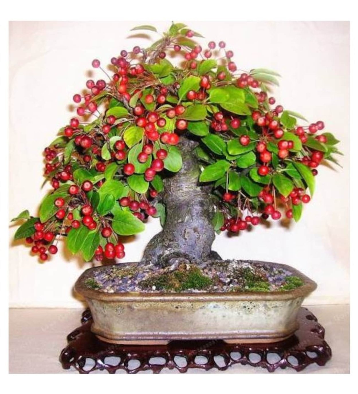 Яблоня Райская бонсай