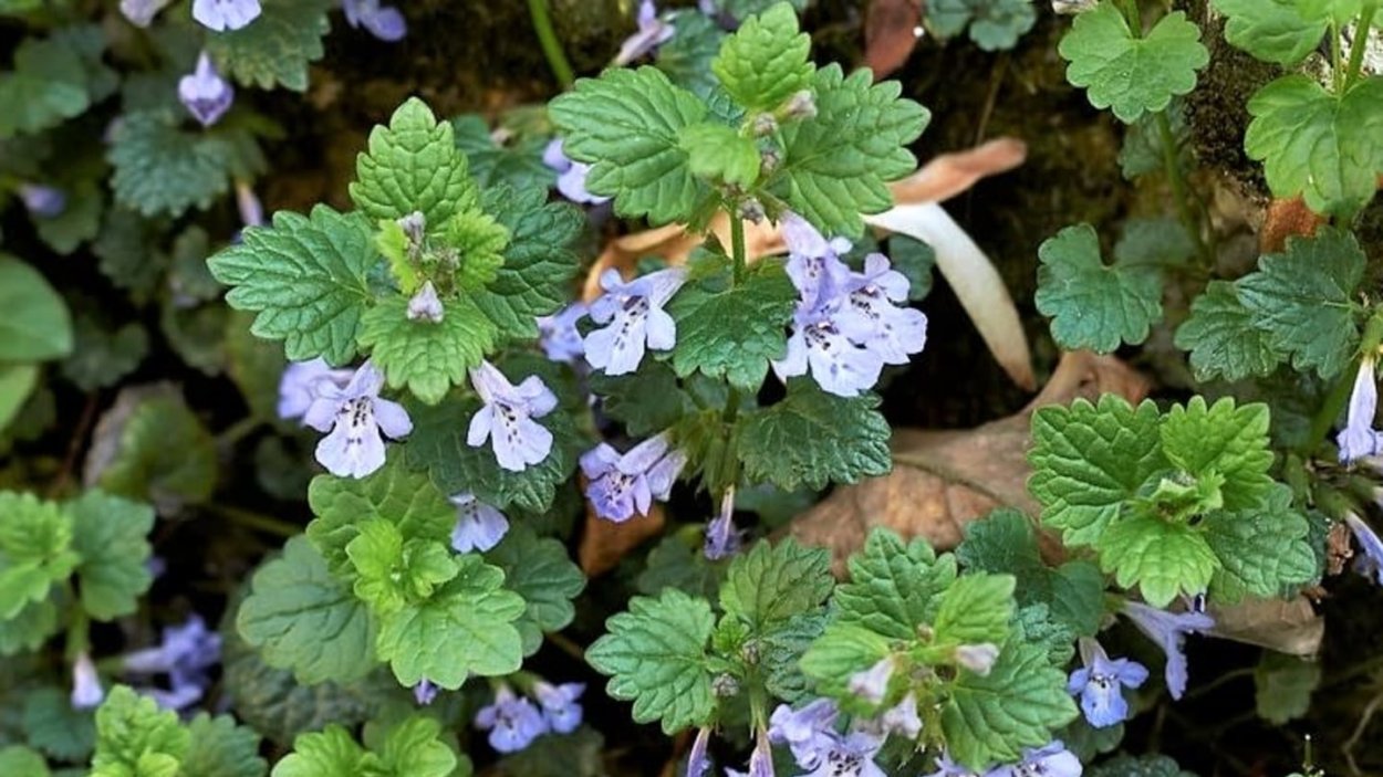 Будра плющевидная ампельная