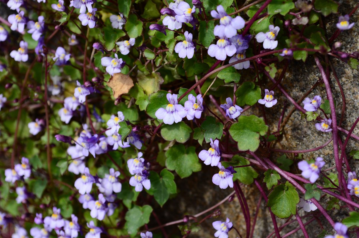 Цимбалярия постенная