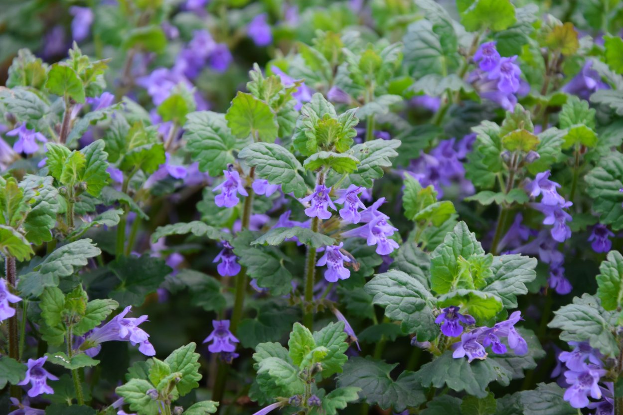 Копытень ползучий