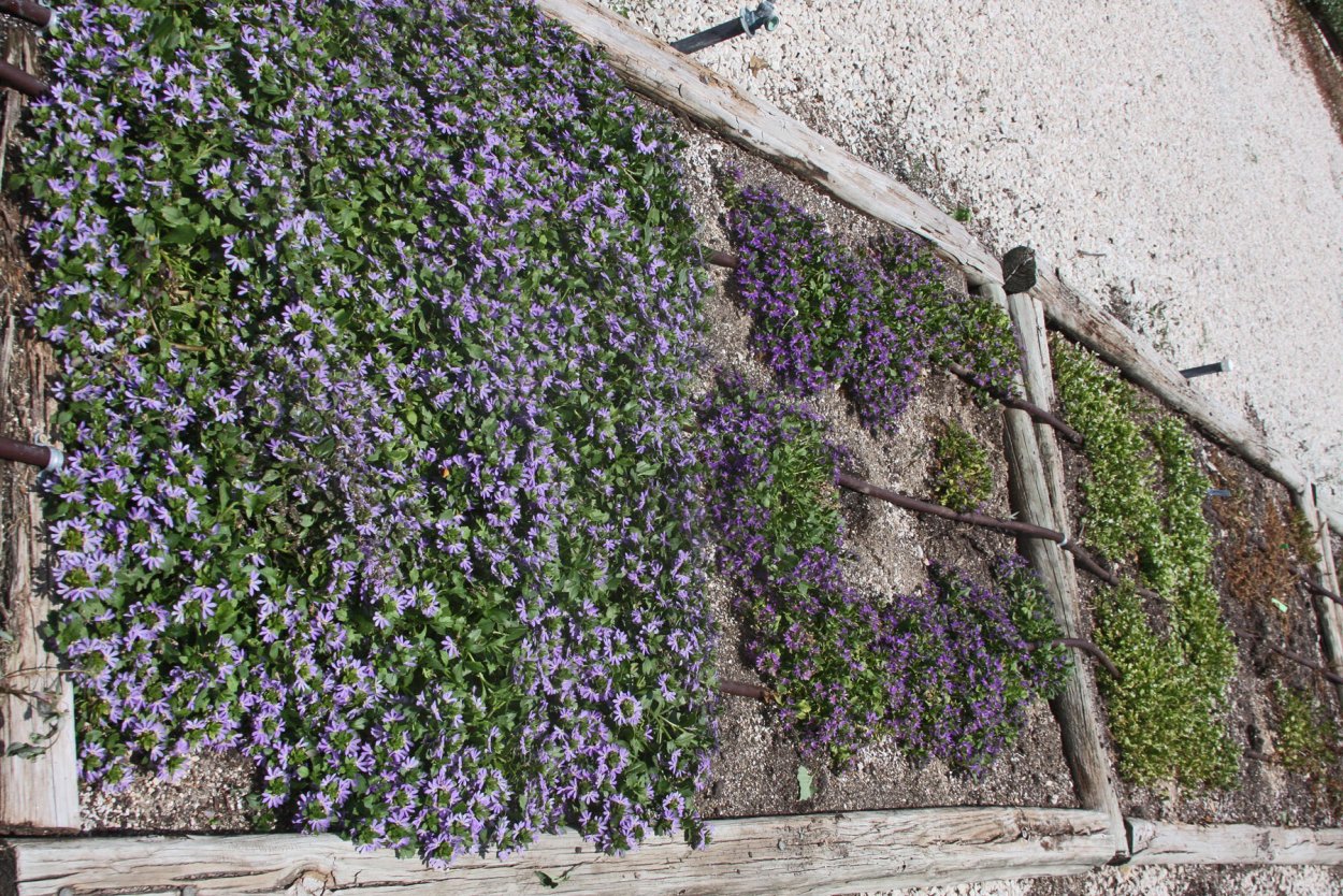 Мята почвопокровная