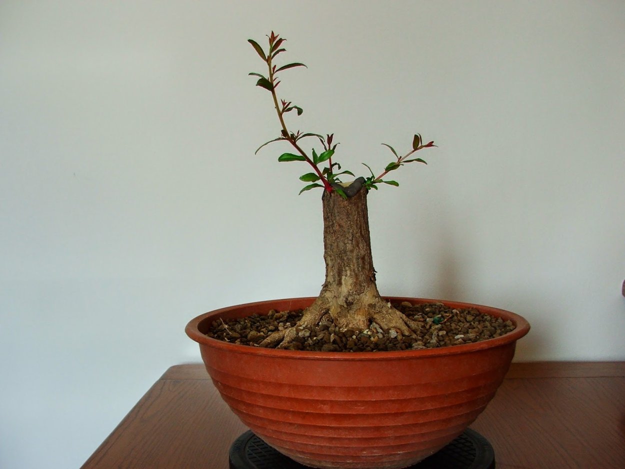 Карликовый гранат бонсай