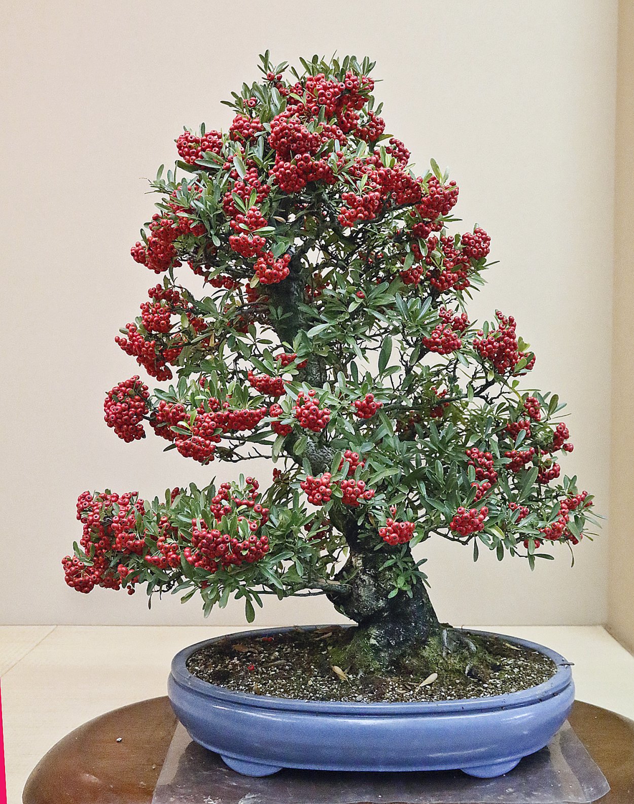 Пираканта бонсай Каскад