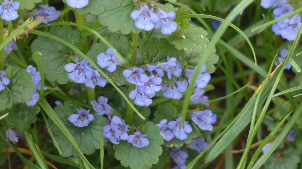 Глехома ампельная