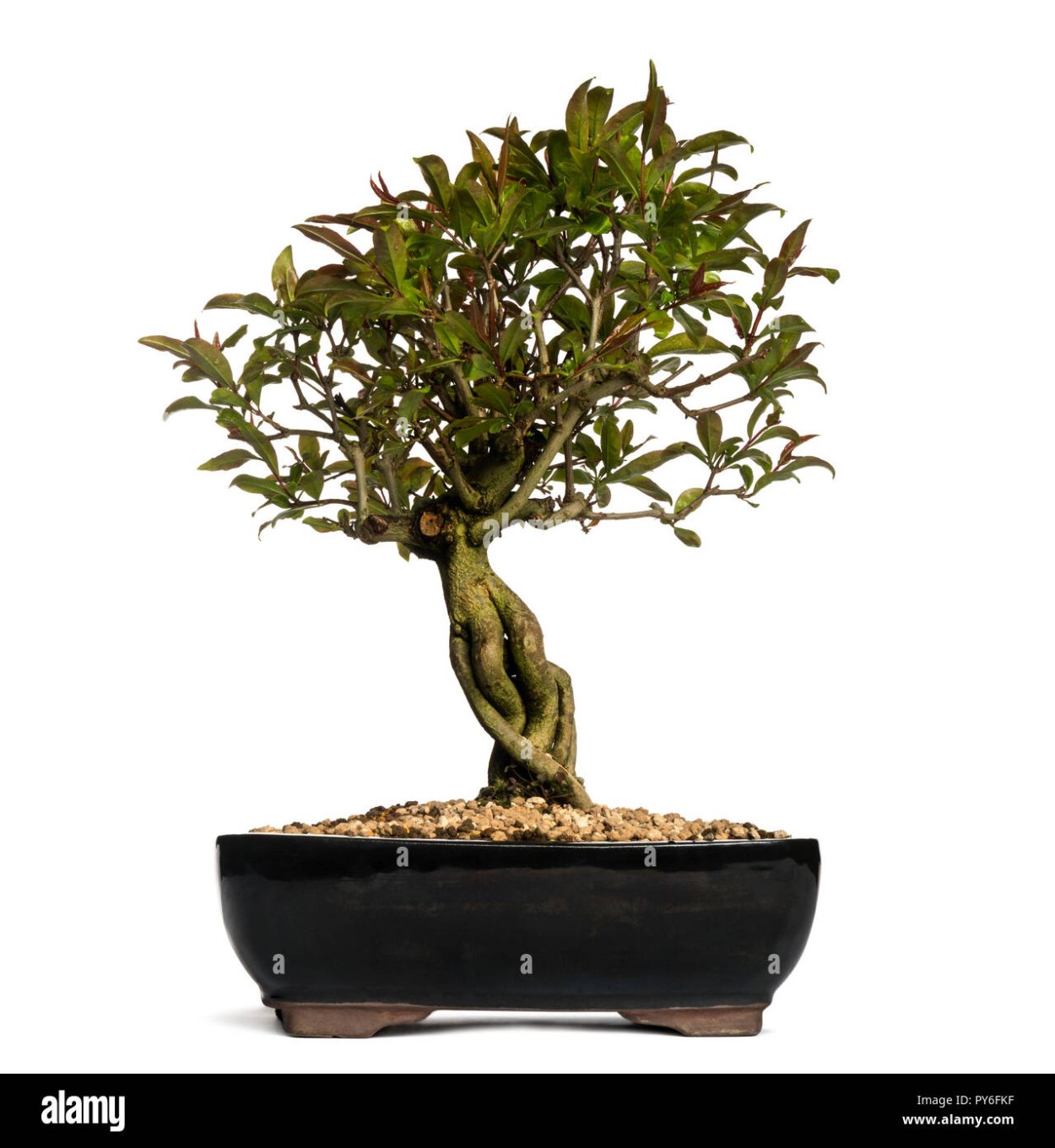 Ростки граната Карфаген