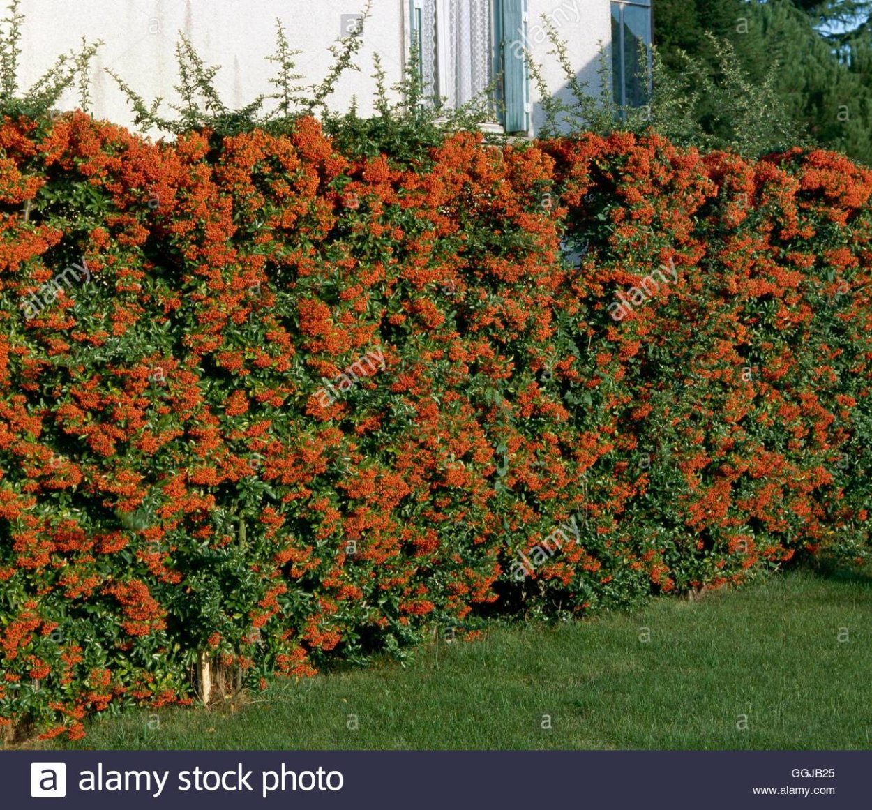 Переканта Живая изгородь
