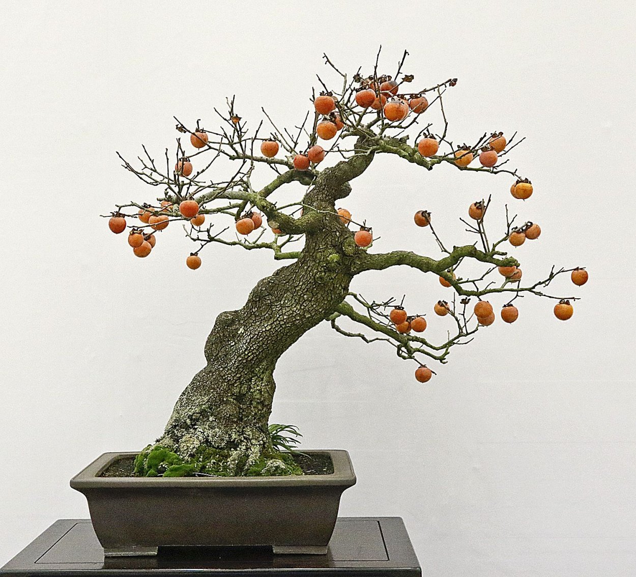 Пумис бонсай