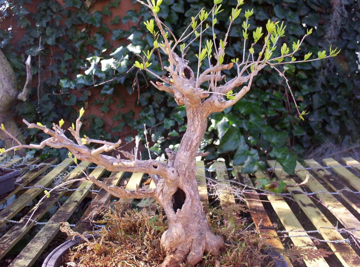 Púnica granatum 3д модель дерево