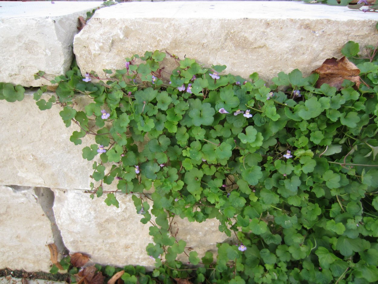 Цимбалярия постенная Alba