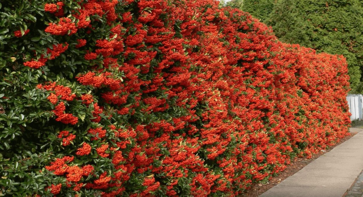 Пираканта ред Колумн