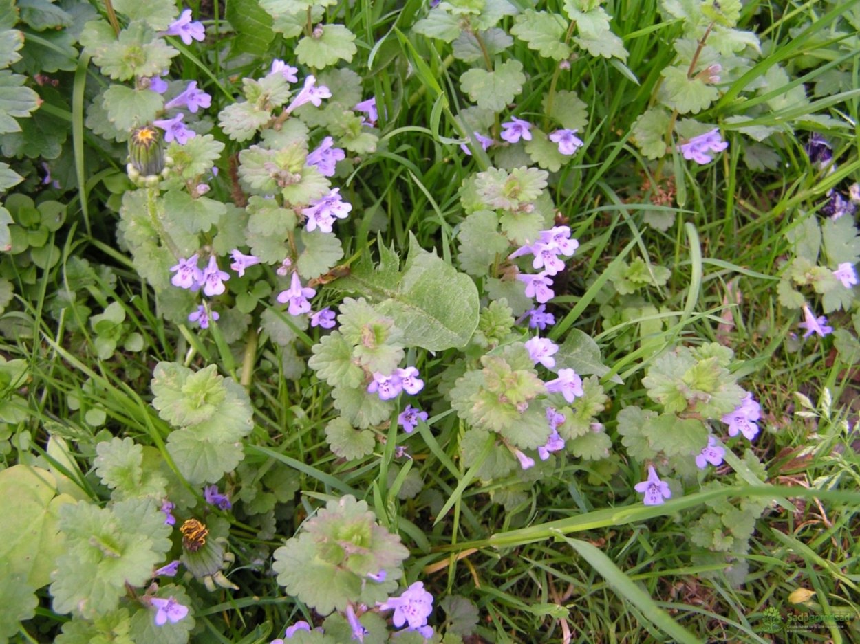 Цимбалярия постенная