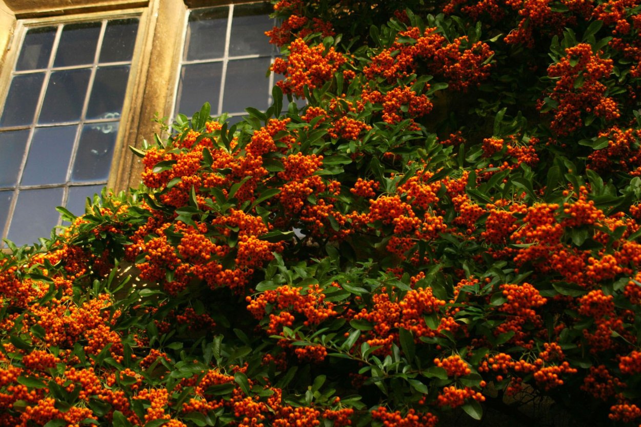 Пираканта coccinea