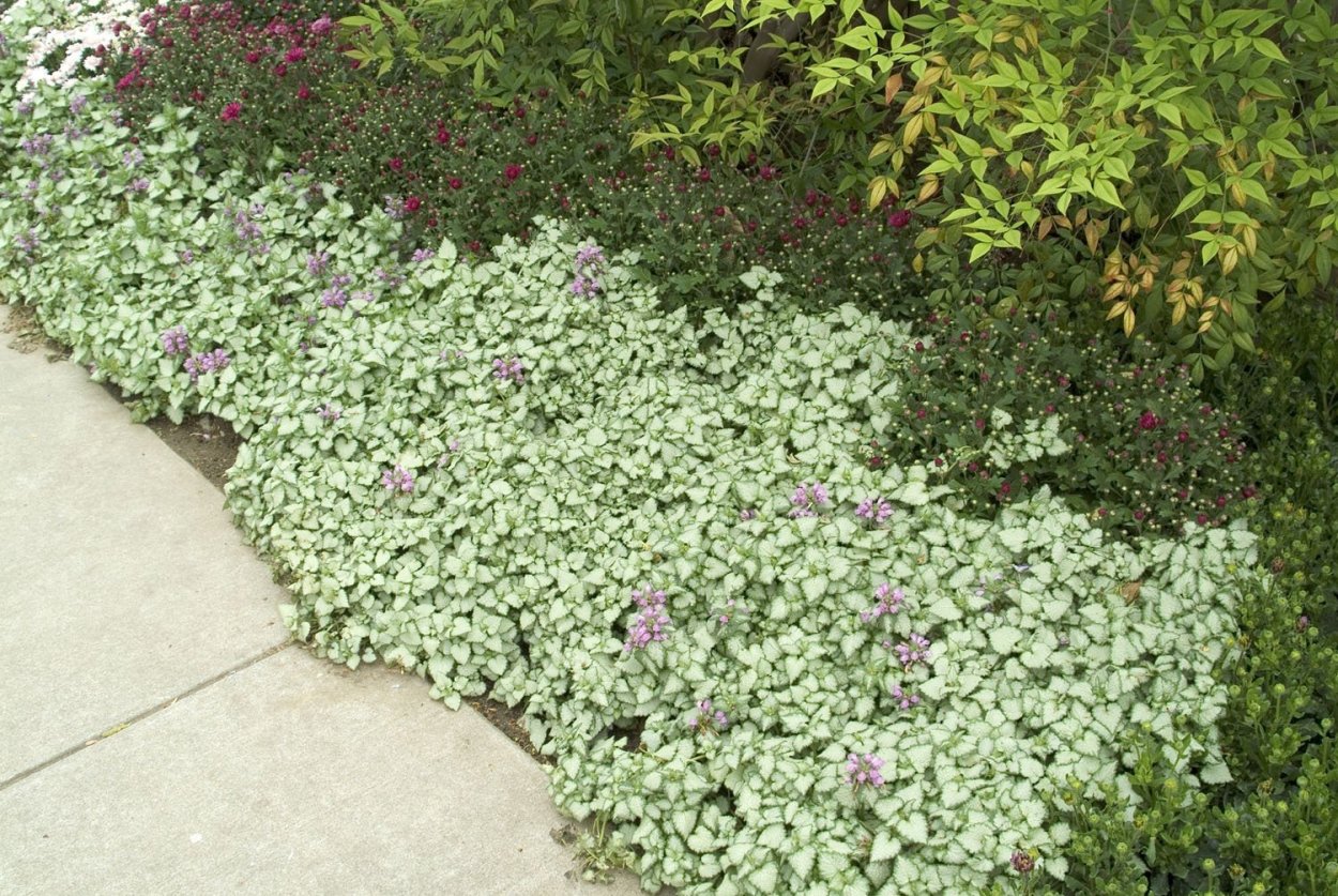 Цимбалярия постенная