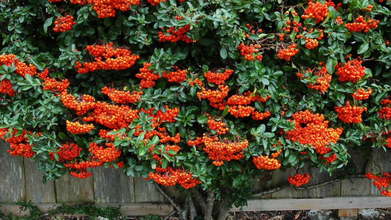 Пираканта городчатая (оранжевая)