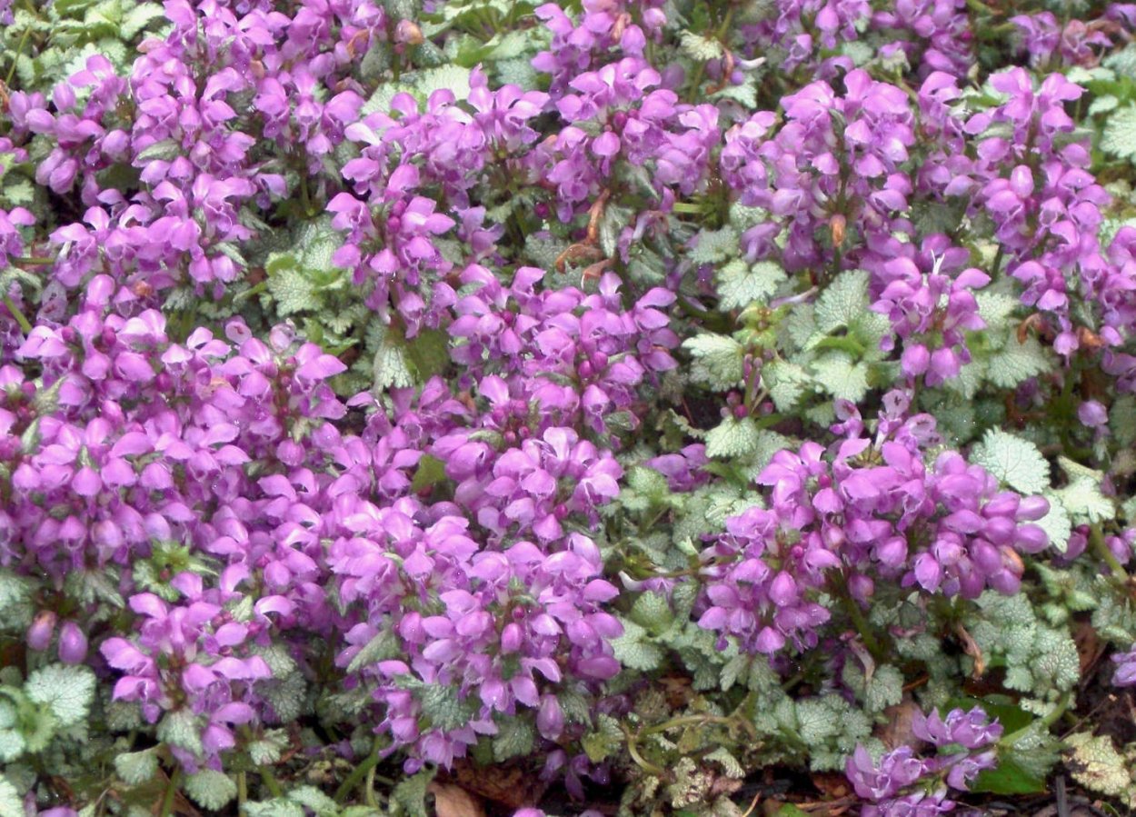 Яснотка ползучая