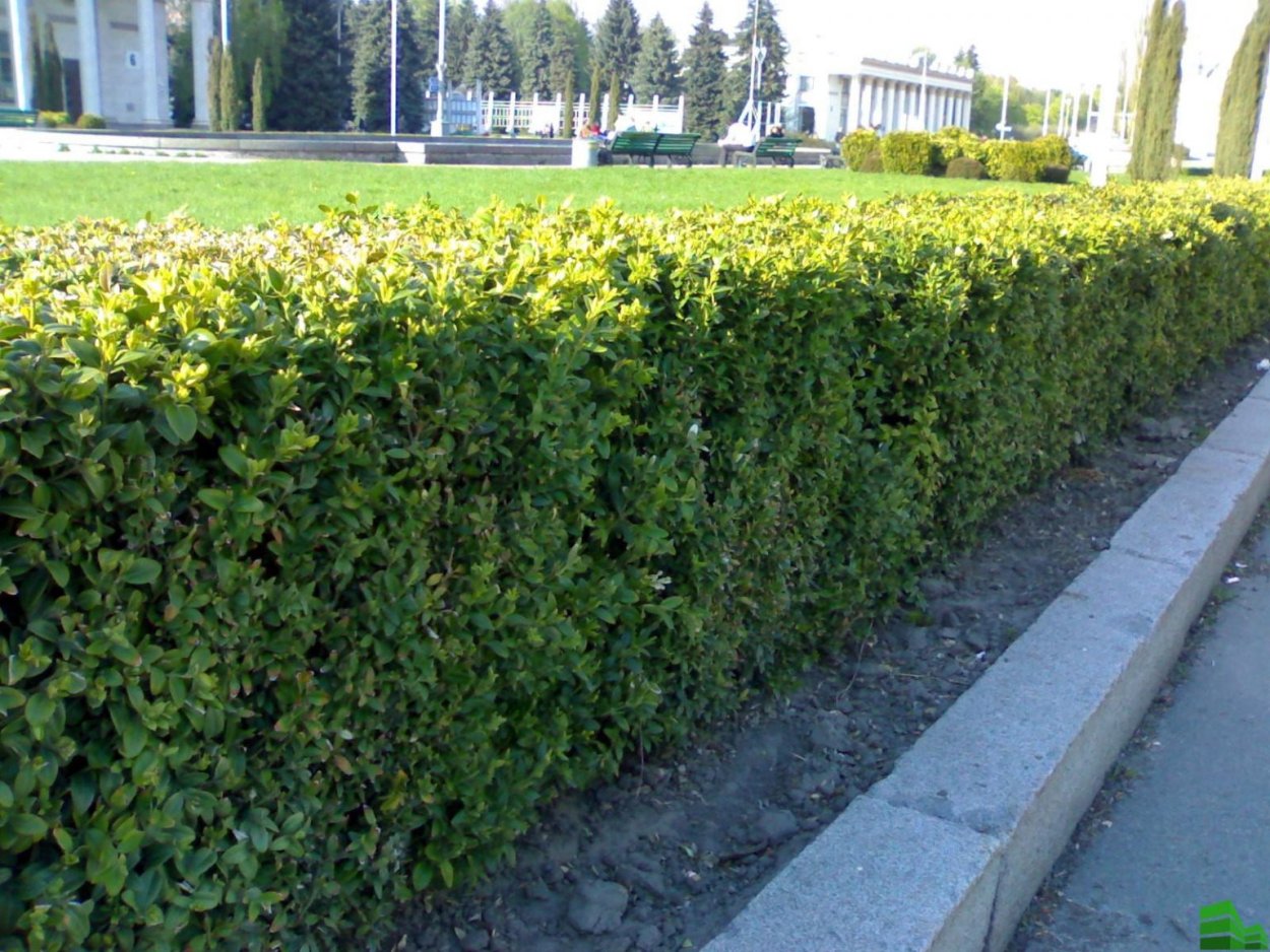 Пираканта Лиана