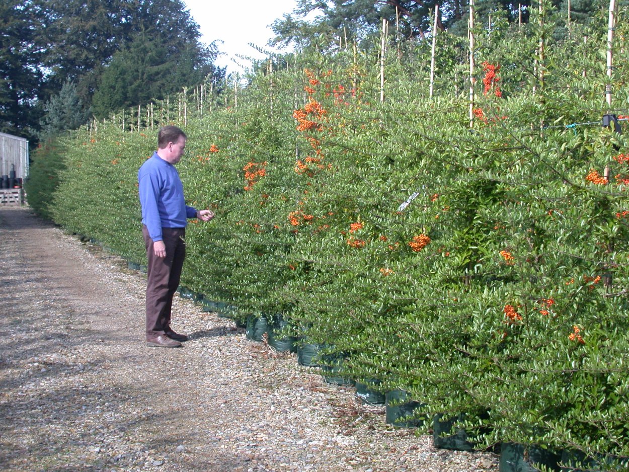 Пираканта на заборе
