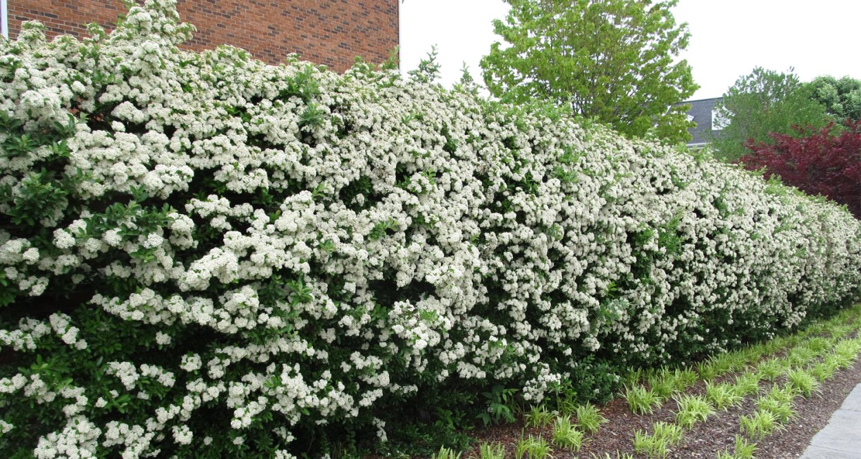 Барбарис Тунберга Атропурпуреа изгородь