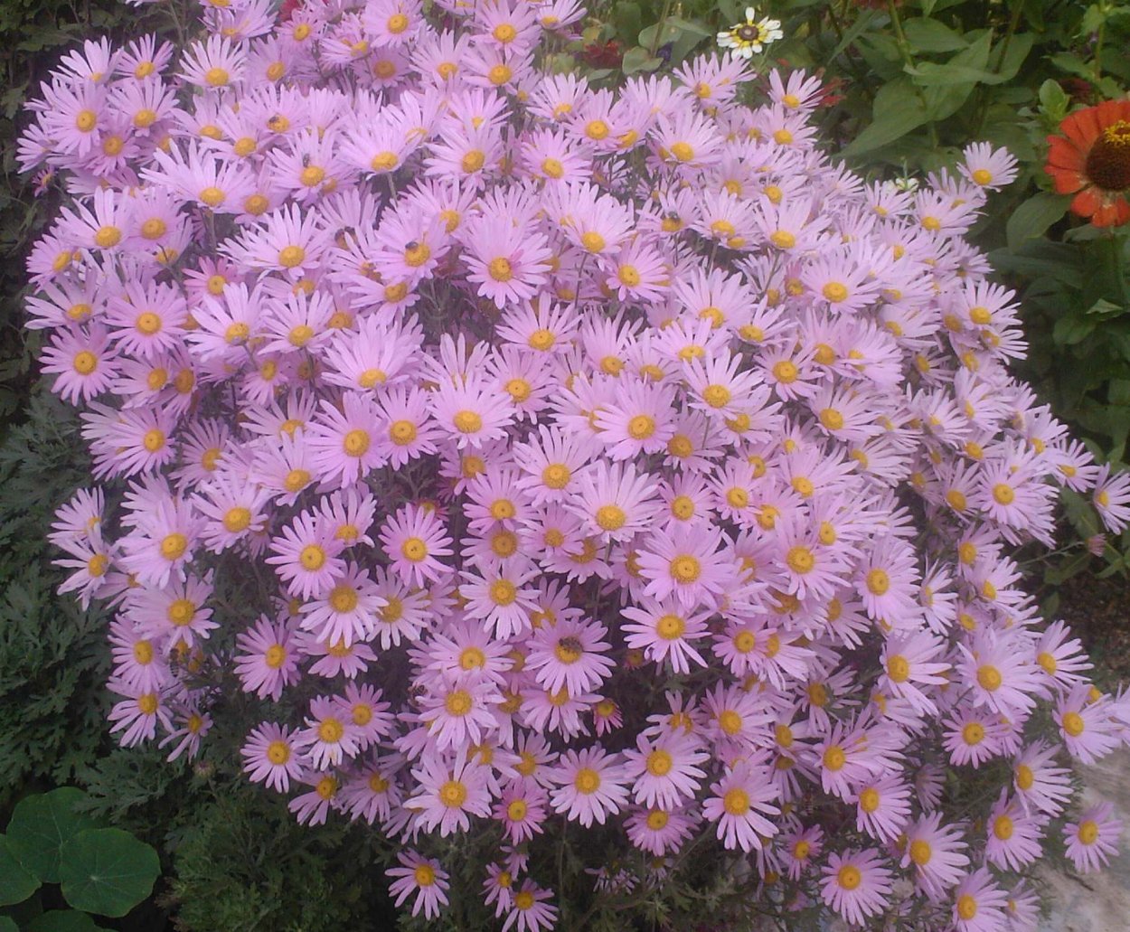 Астра осенняя многолетняя