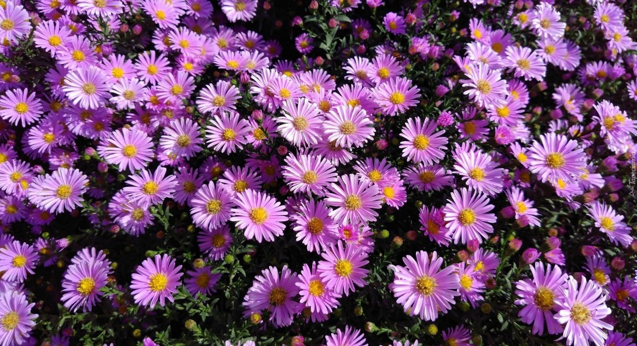 Хризантемы сентябринки