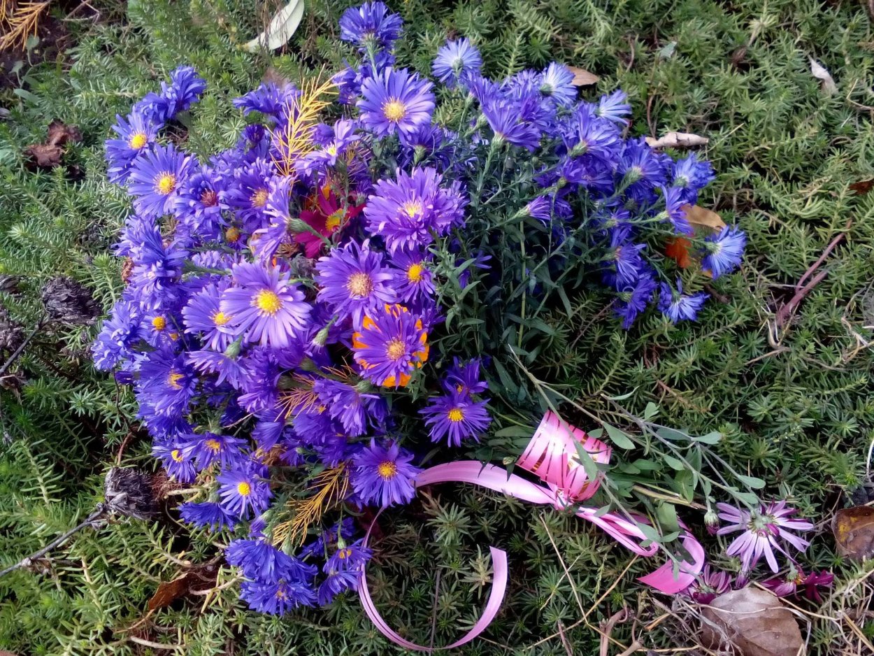 Астра сентябринка многолетняя