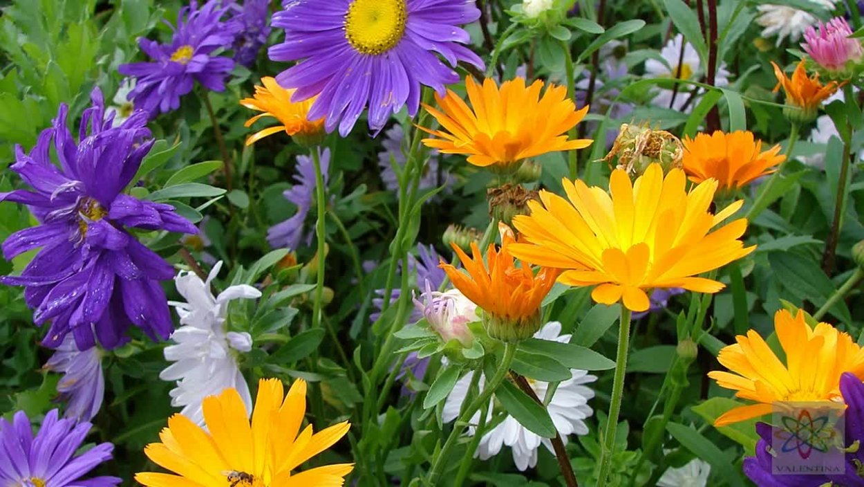 Цветы летне осенние