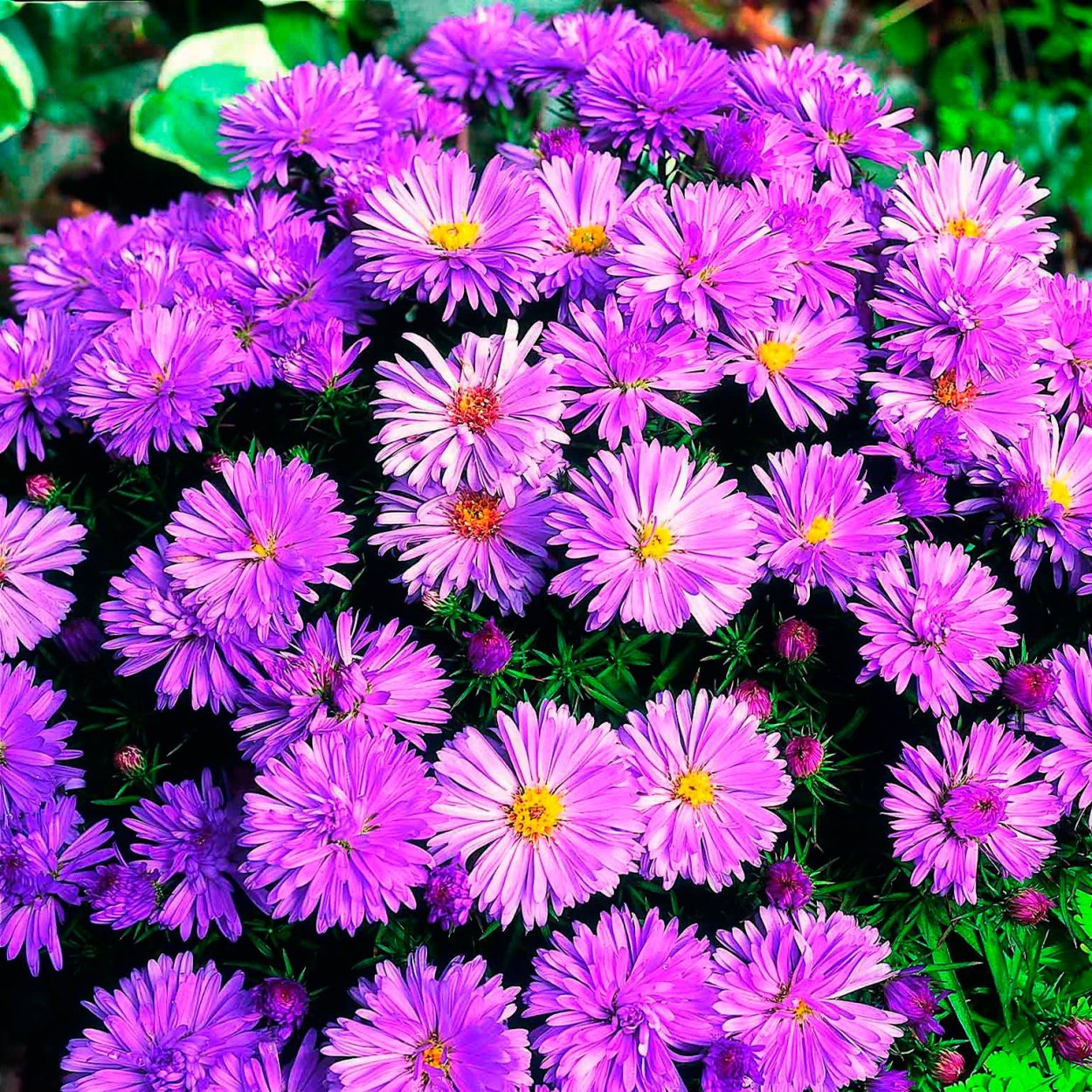 Астра новоанглийская (Aster Novae-angliae Purple Dome