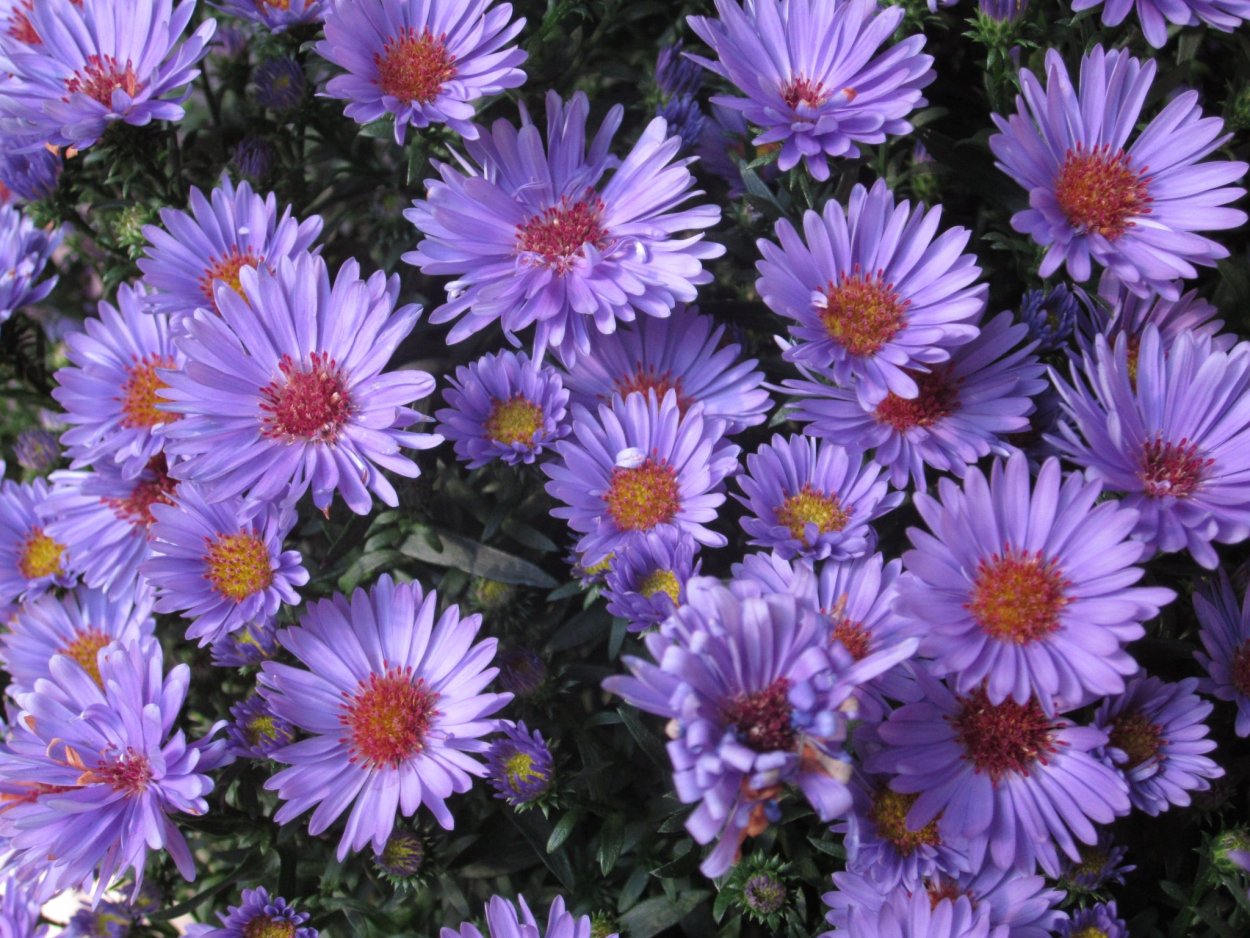 Астра Альпийская новобельгийская