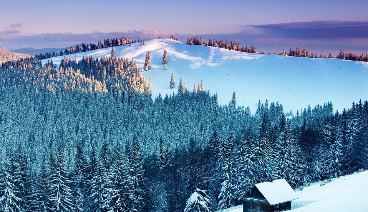 Зимний лес горы