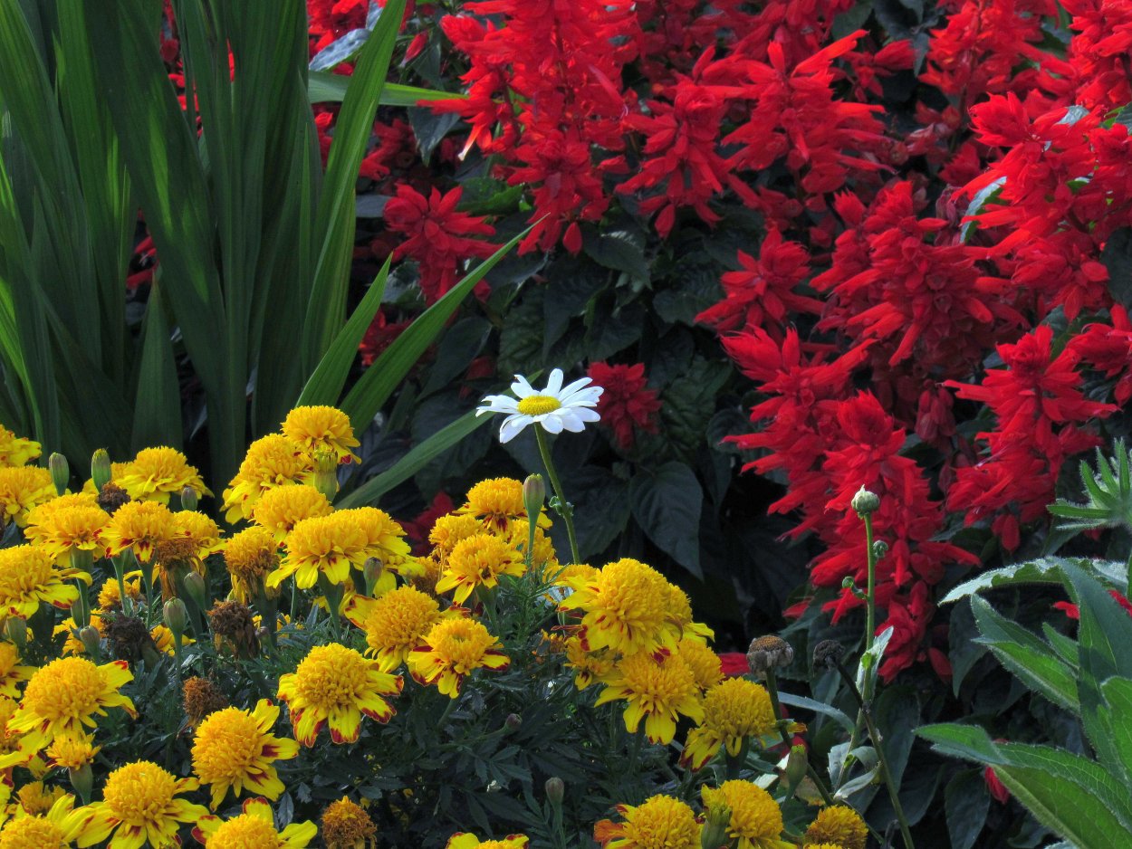 Георгины и Сальвия