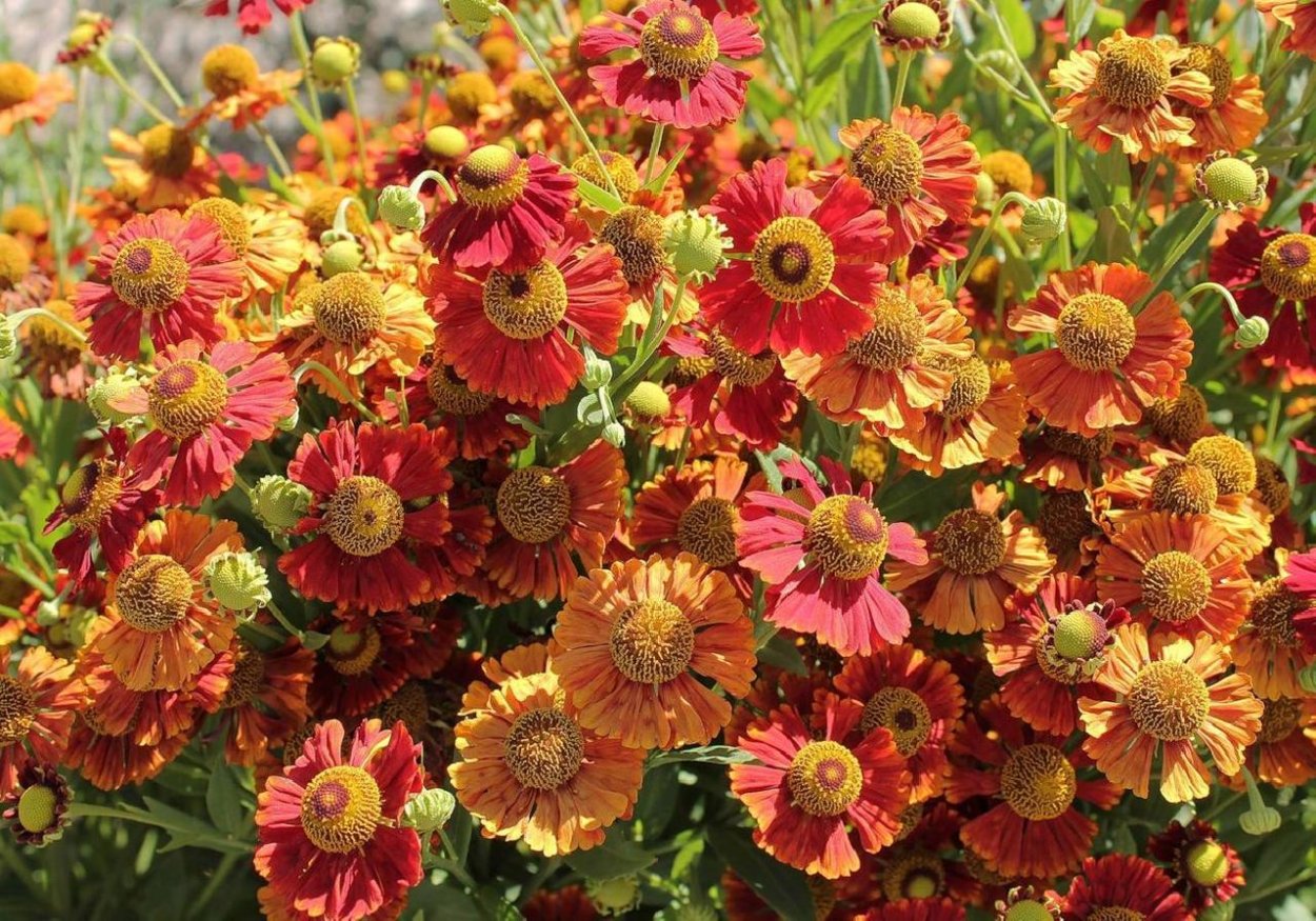 Гелениум Челси