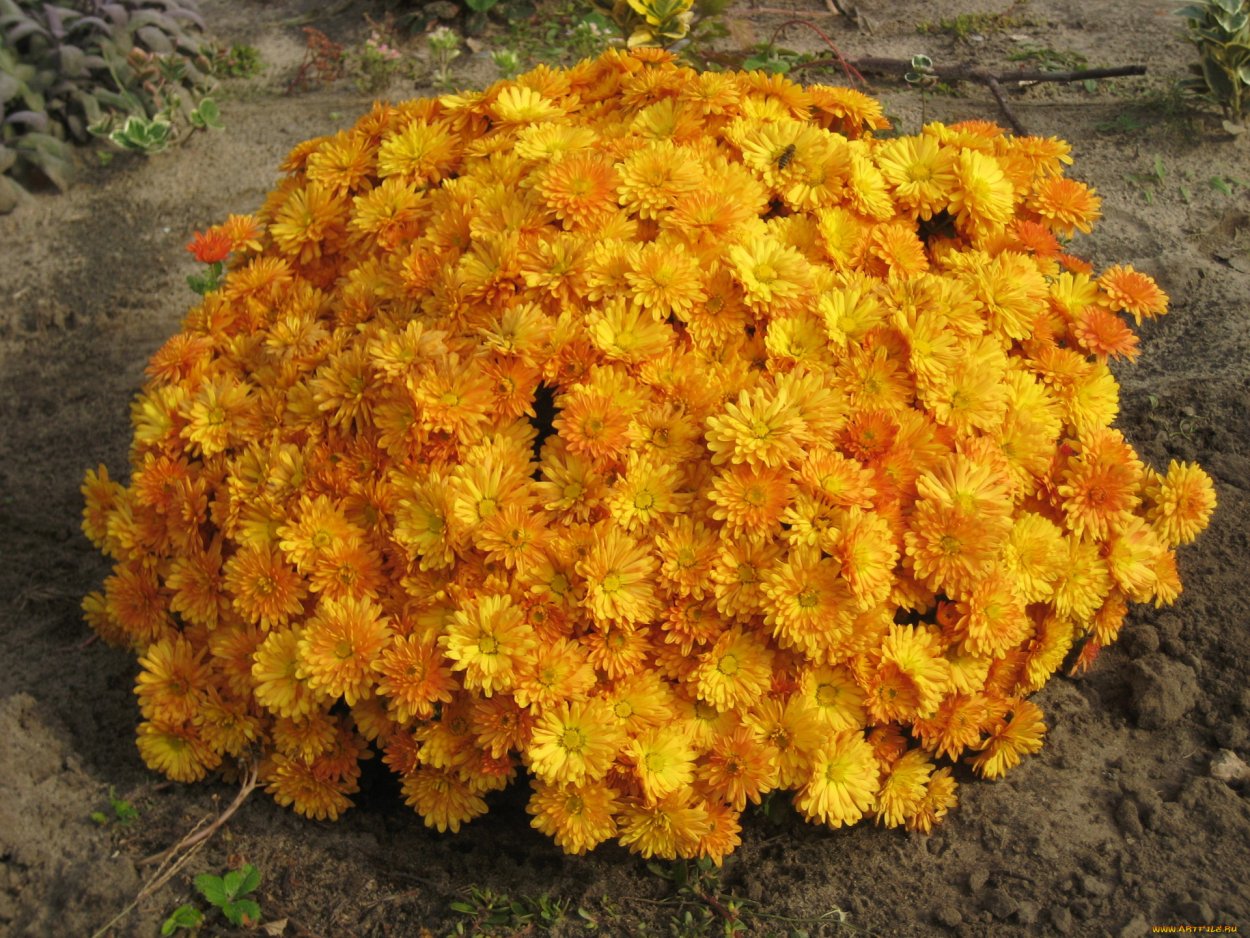 Хризантема мультифлора Молфетта оранж