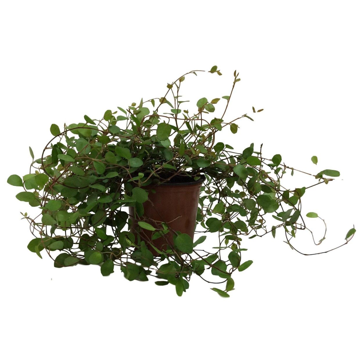 Мюленбекия ампельная