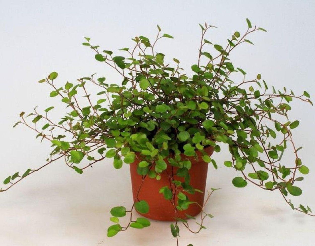 Мюленбекия ампельная