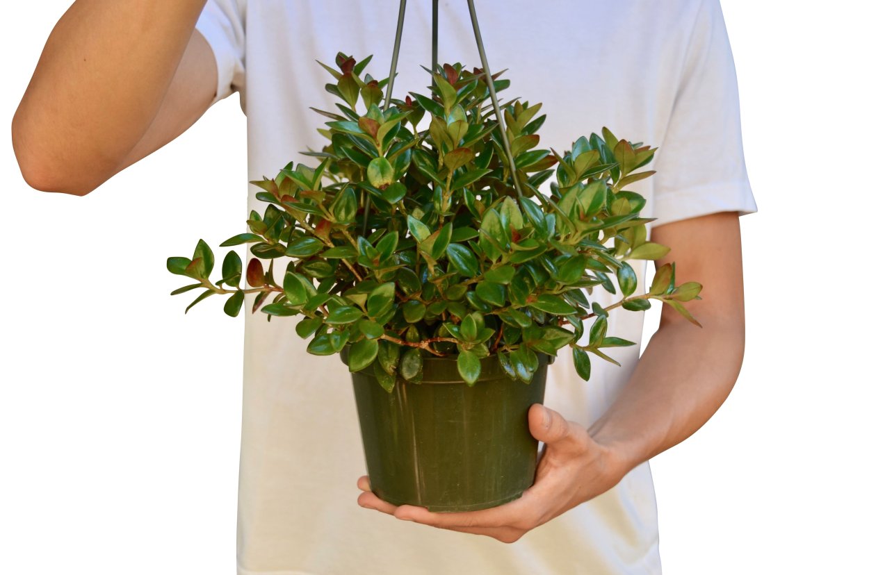 Мюленбекия ПАЗУШНАЯ