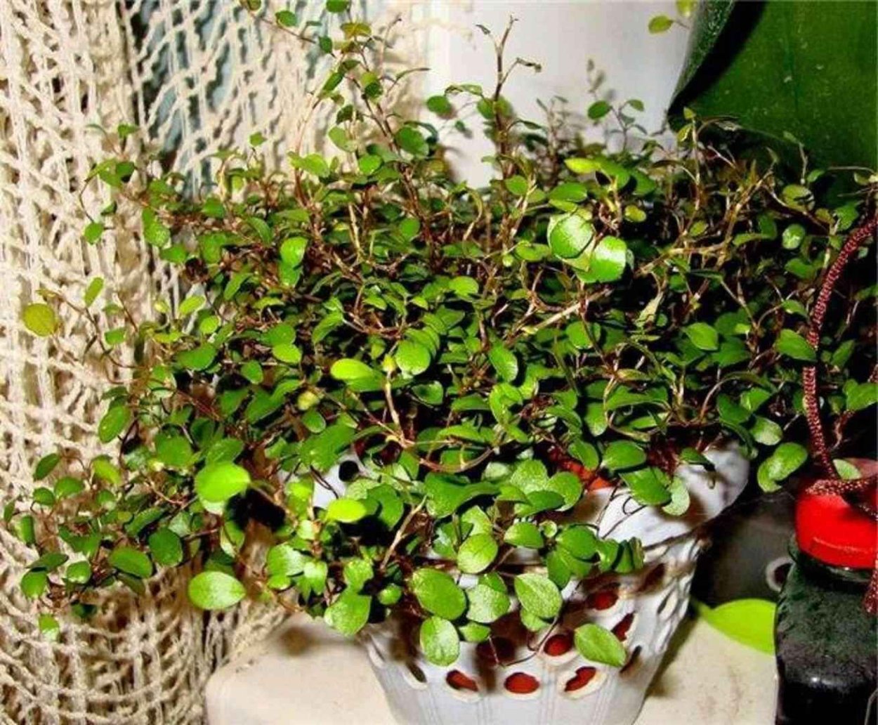 Мюленбекия ампельная размножение