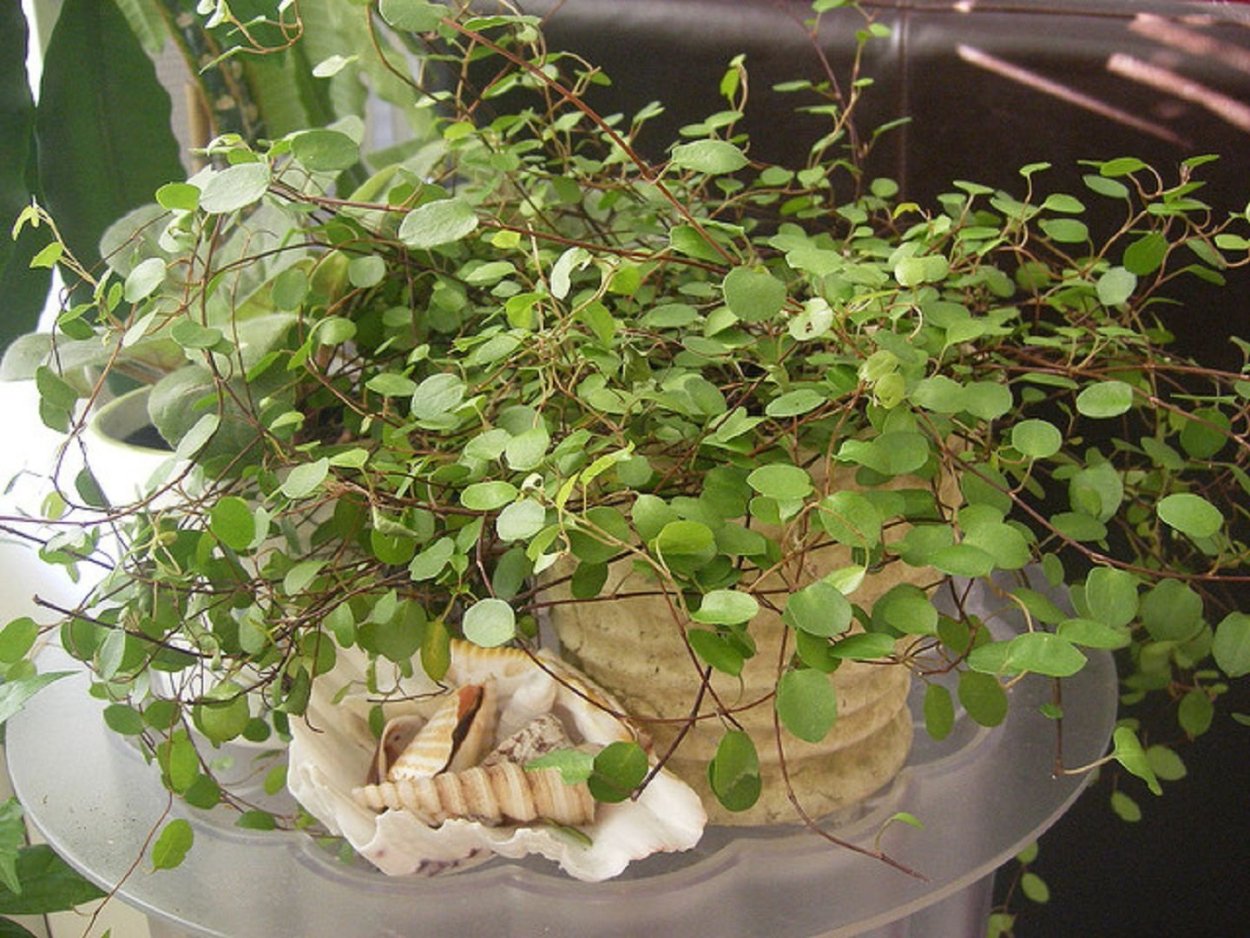 Мюленбекия Маори