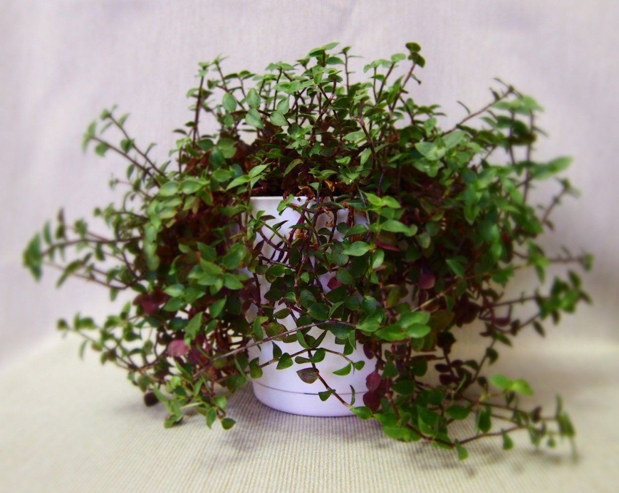 Мюленбекия опора