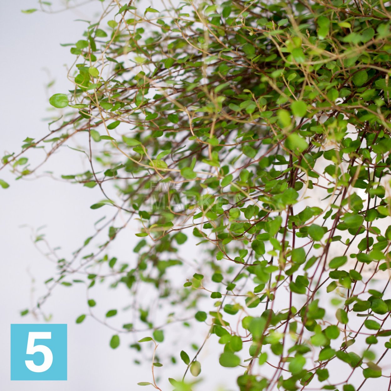 Мюленбекия ампельная